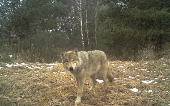 Chernobyl Anos Ap S O Desastre Nuclear An Lise Ihodl