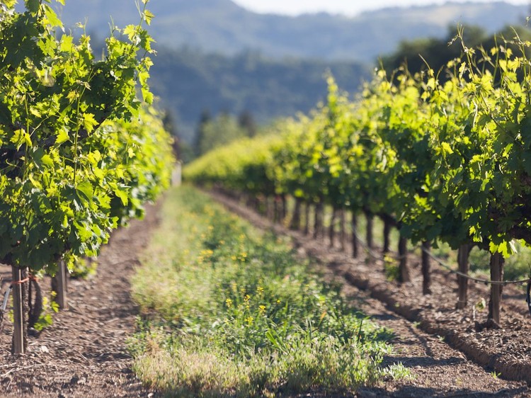 Las 5 mejores regiones vinícolas del mundo