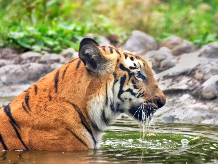 25 maravillas de la naturaleza en peligro de extinción