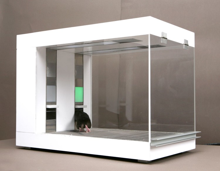 Quando ho trasformato dei topi in broker di Wall Street