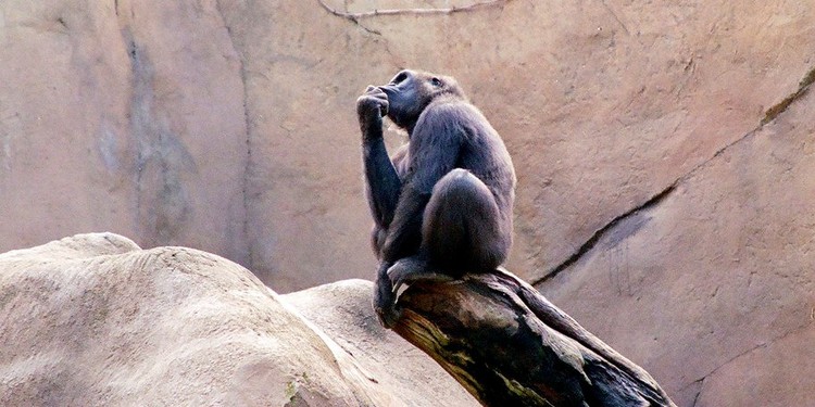 19 segnali che il tuo capo sta per lasciare