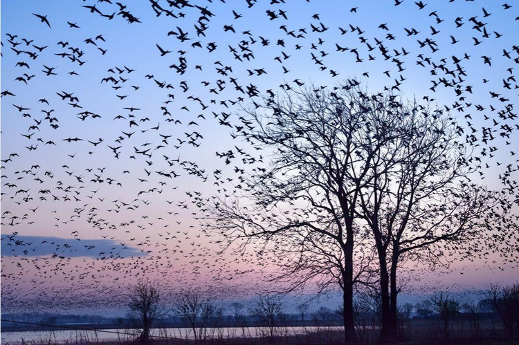 As 25 melhores fotos da National Geographic de 2015