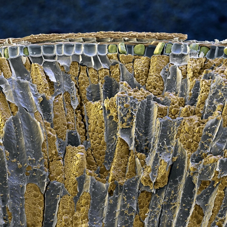 17 Alimentos que são espantosos ao microscópio