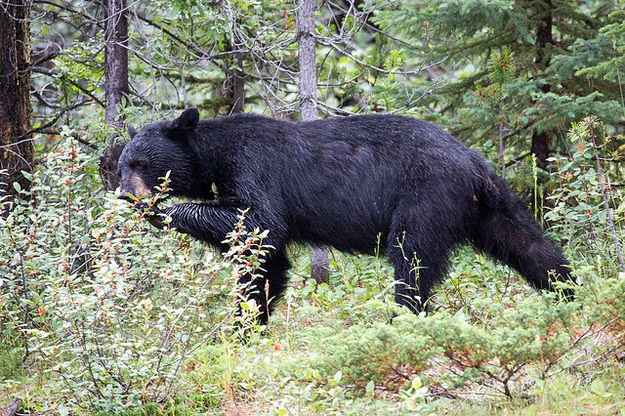 21 razões para visitar as Montanhas Rochosas do Canadá
