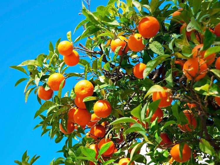 لماذا إشبيلية أفضل مدينة للرحلات في عام 2018