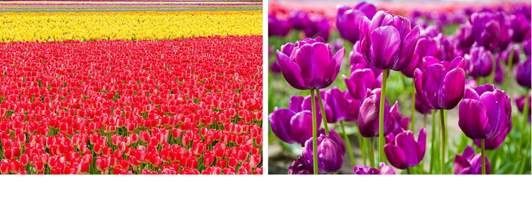 26 Lugares que parecem ser de um conto de fadas