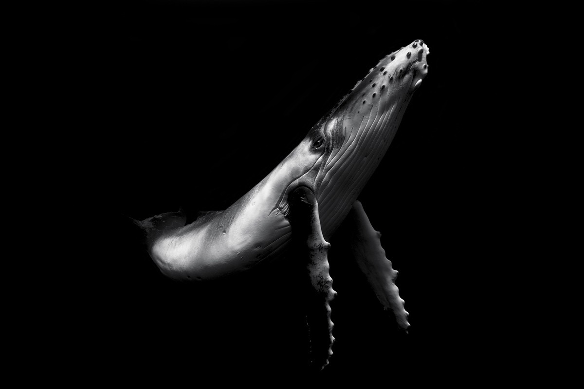Le migliori foto dei Sony World Photography Awards 2017