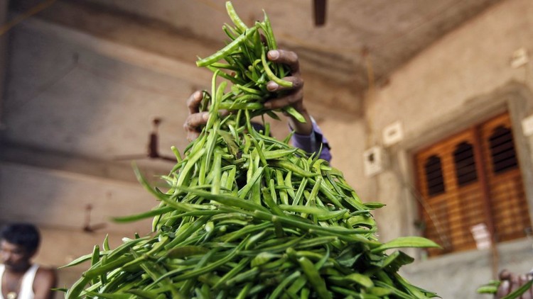 قصة فشل نبات