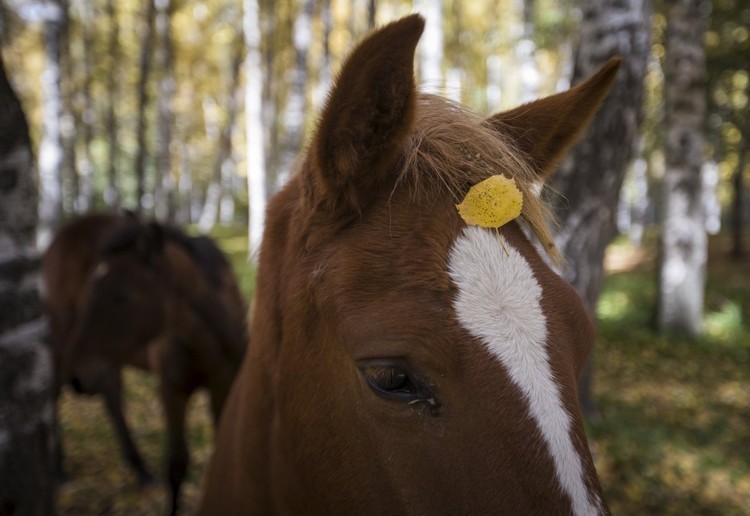 Los animales más bellos de 2015