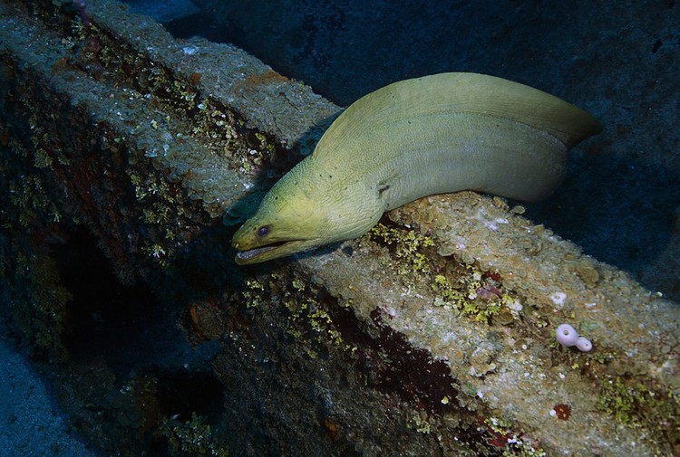 Segredos do fundo do mar