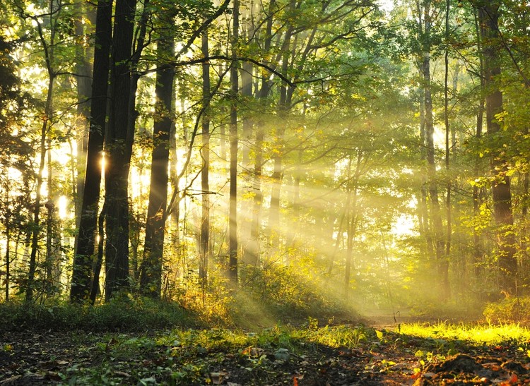 I 10 miti più diffusi sul cibo biologico