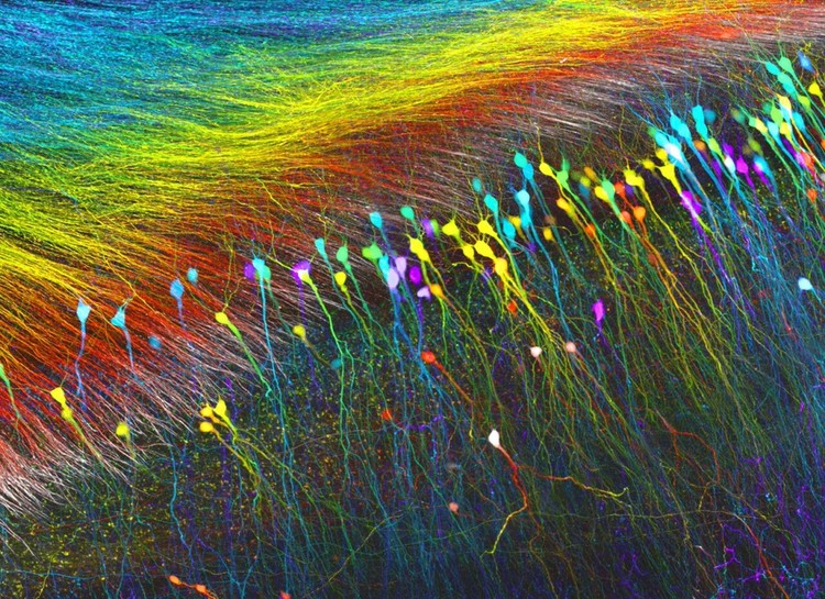 15 imágenes de microscopio que te harán ver el mundo con otros ojos