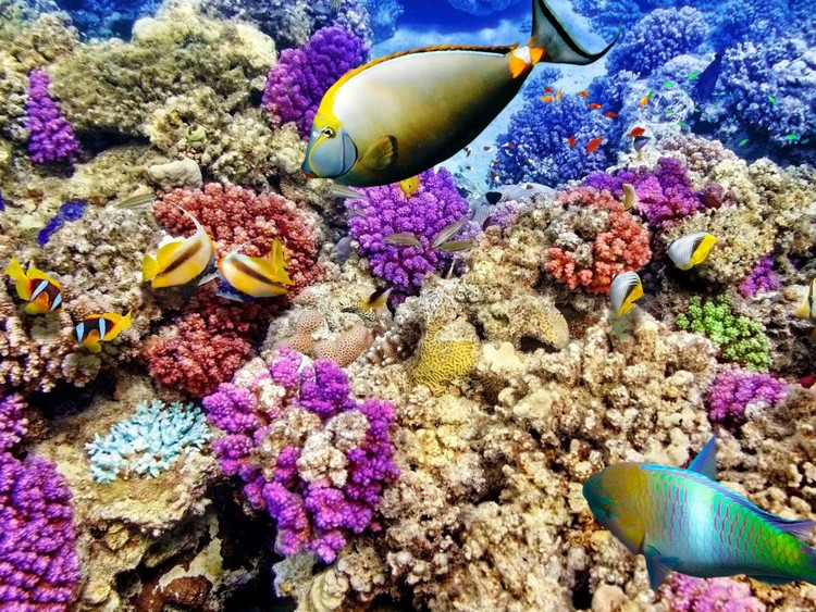 25 maravillas de la naturaleza en peligro de extinción