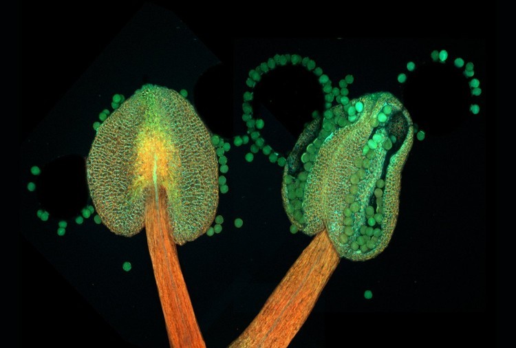 El mundo bajo el microscopio