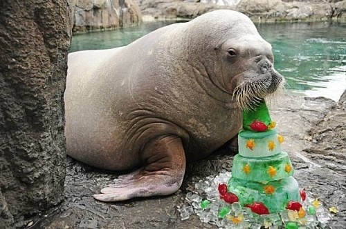 31 fotografias que precisa de ver antes de morrer