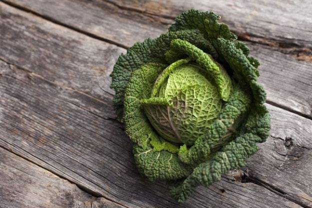 15 alimentos en peligro de extinción