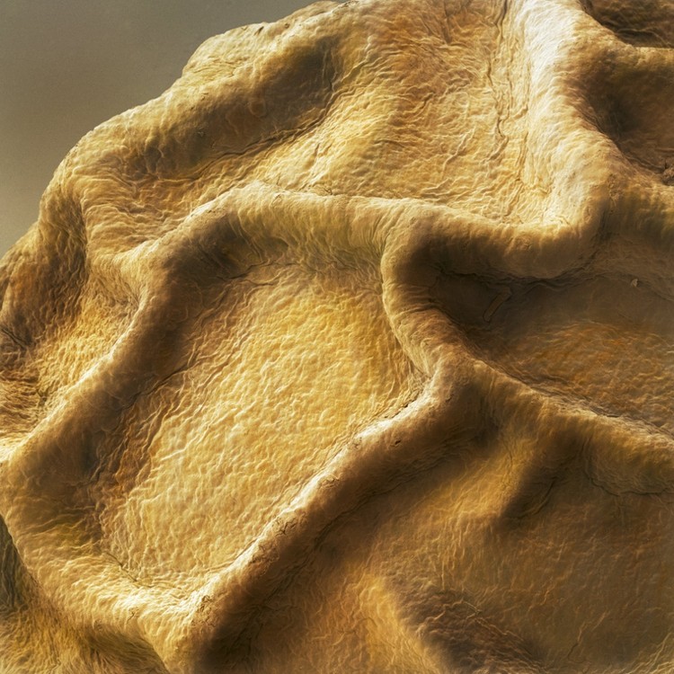 17 Alimentos que são espantosos ao microscópio