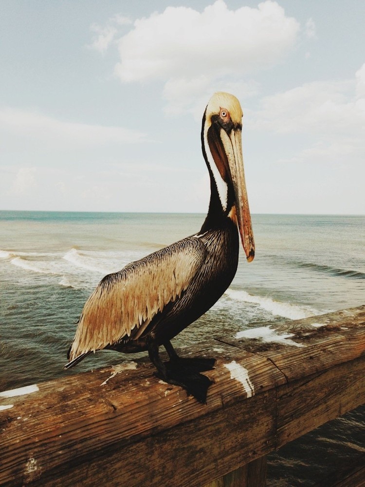 18 Fotos impressionantes tiradas com um iPhone