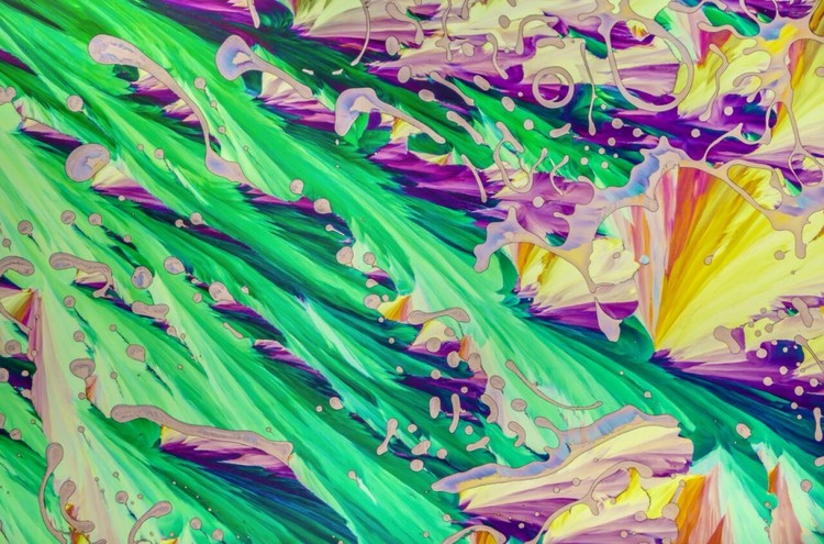 15 imágenes de microscopio que te harán ver el mundo con otros ojos