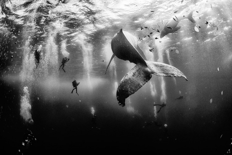 As 25 melhores fotos da National Geographic de 2015