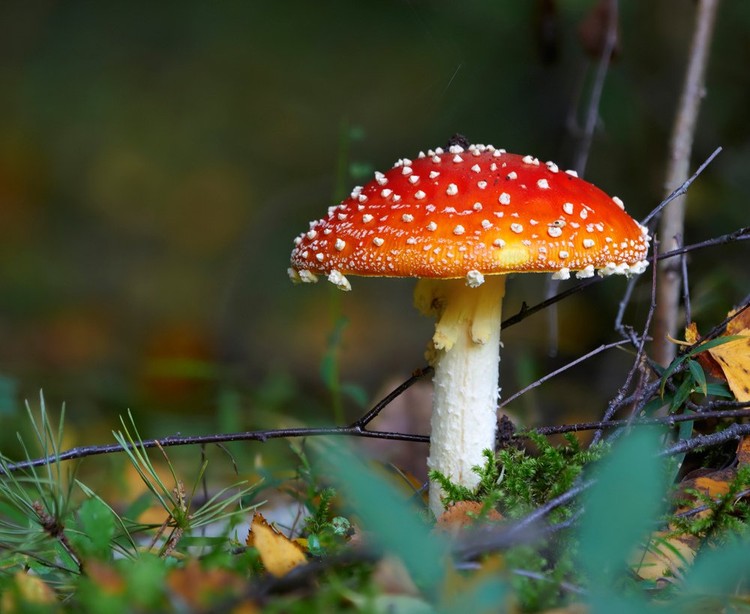  Las 25 fobias más extrañas que tal vez no conocías