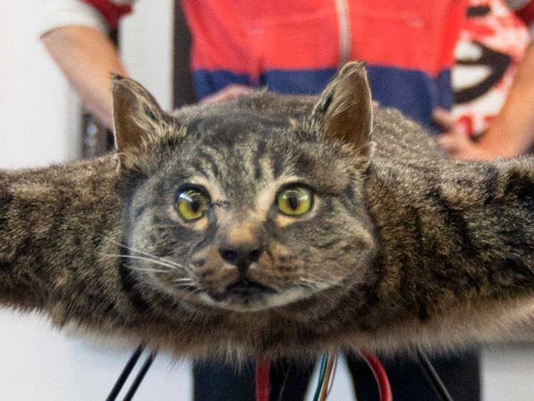 O artista que transformou um gato morto num drone