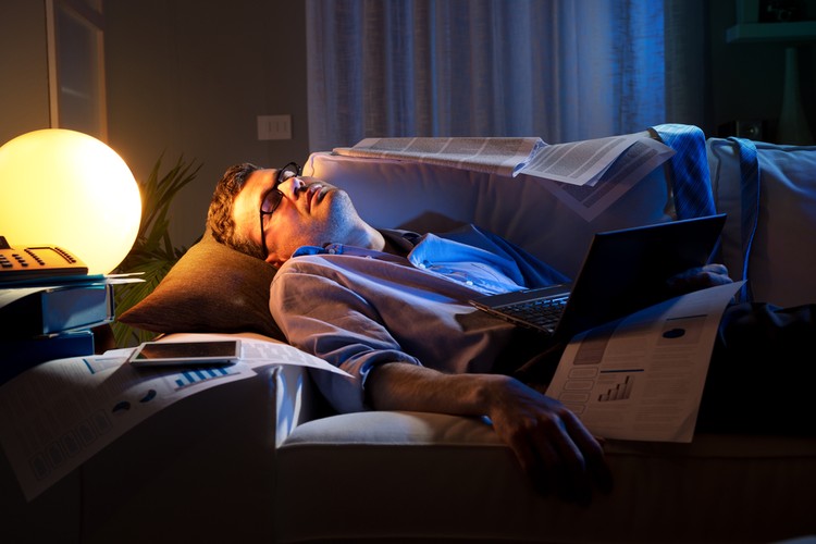 القطط تحسن قدرتك على العمل