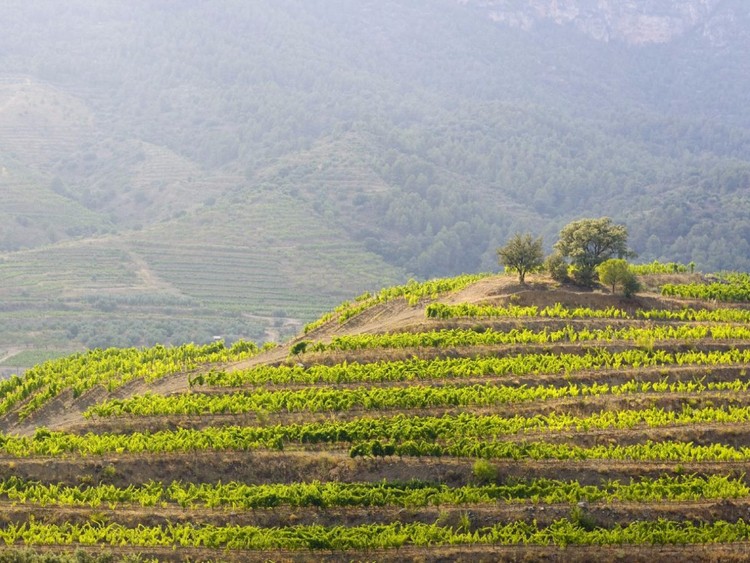 Las 5 mejores regiones vinícolas del mundo