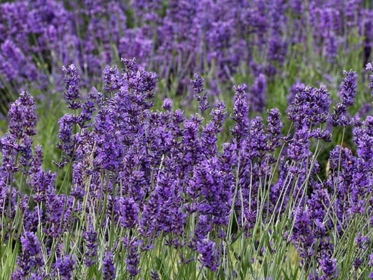 12 consejos que te ayudarán a dormir mejor