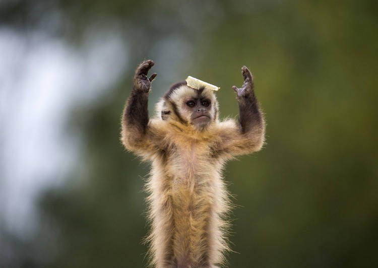 As melhores fotografias de animais de 2015