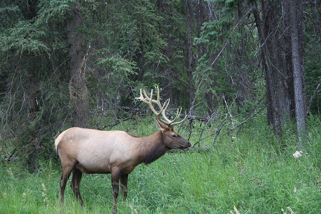 21 razões para visitar as Montanhas Rochosas do Canadá