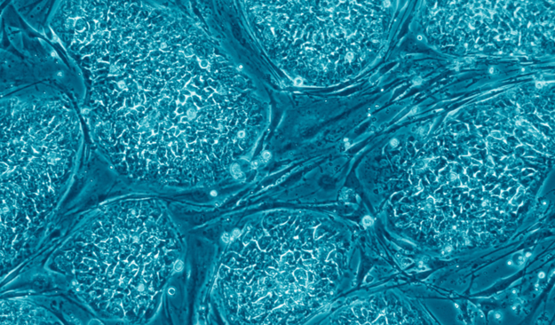 ¿Qué le han dado las mujeres al mundo?