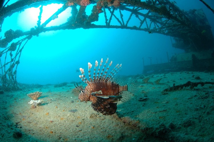 Segredos do fundo do mar