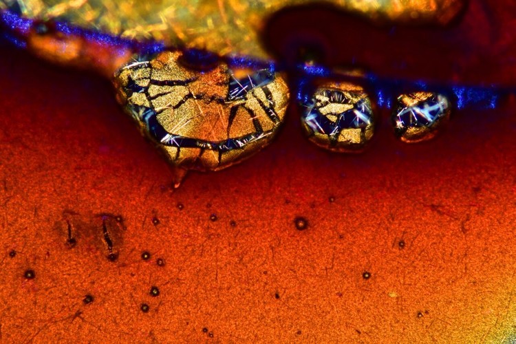 15 imágenes de microscopio que te harán ver el mundo con otros ojos