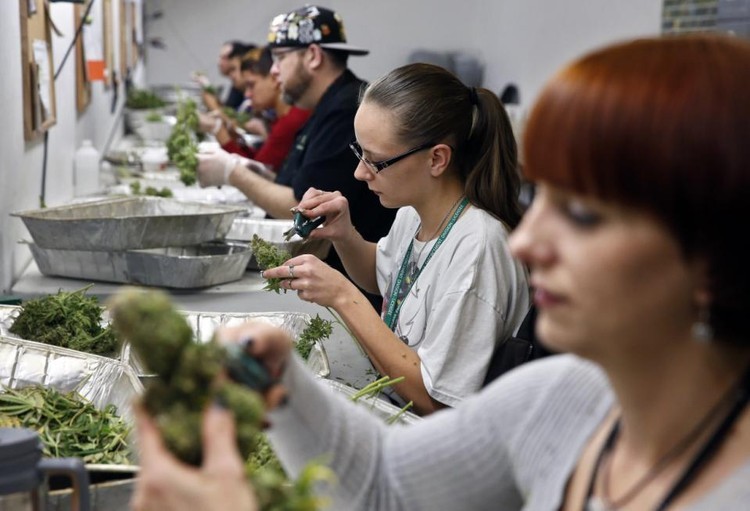 O incrível sucesso de uma empresa familiar de marijuana