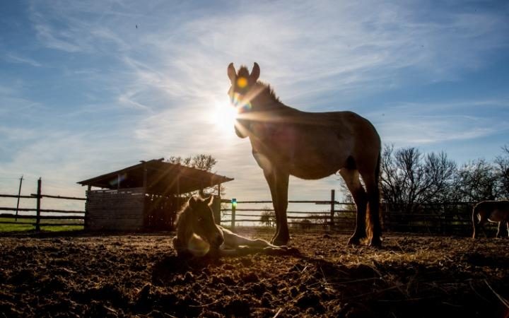 30 anni dopo il disastro di Chernobyl, la natura ha riconquistato l'area