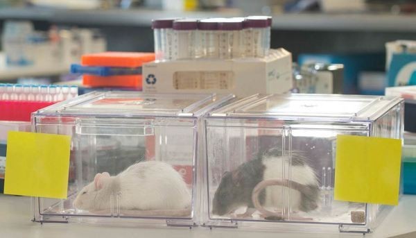 Los mejores 9 proyectos del congreso de Y Combinator