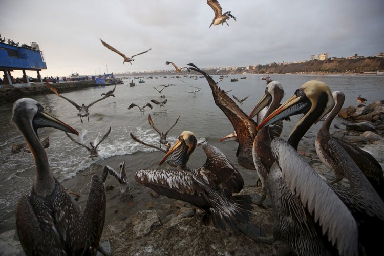 Le più belle foto di animali del 2015