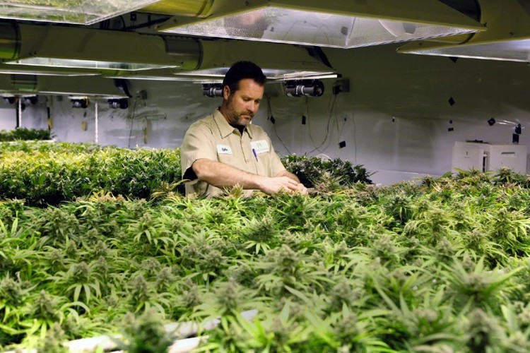 O incrível sucesso de uma empresa familiar de marijuana