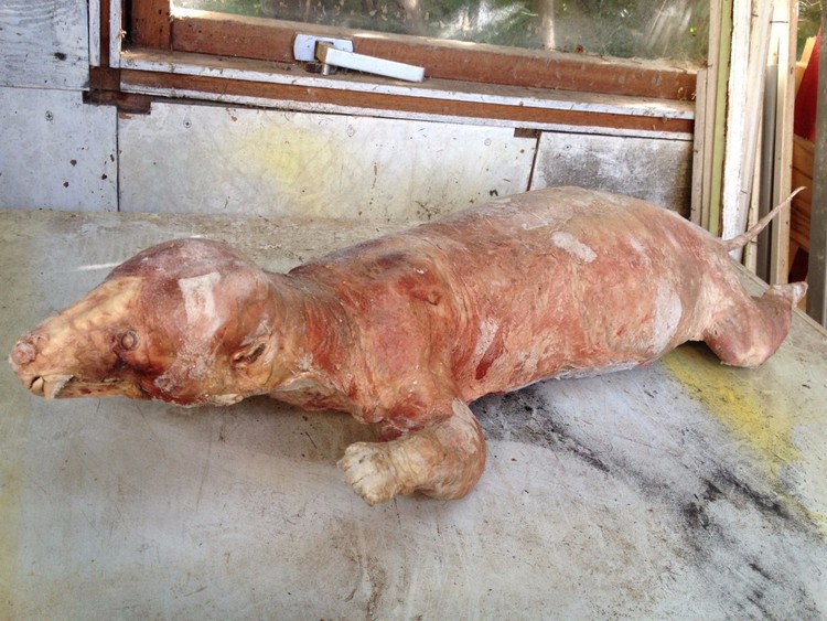 O artista que transformou um gato morto num drone