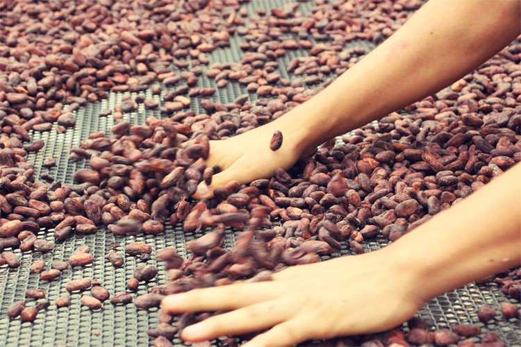 لوح شوكولا ب 260$