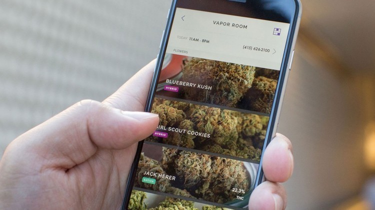 الشركات القنبية الناشئة