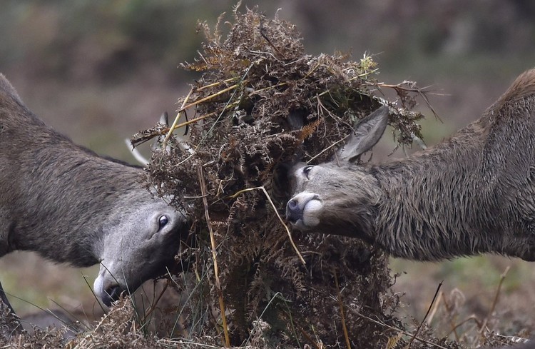 Los animales más bellos de 2015
