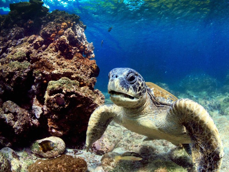 25 maravillas de la naturaleza en peligro de extinción