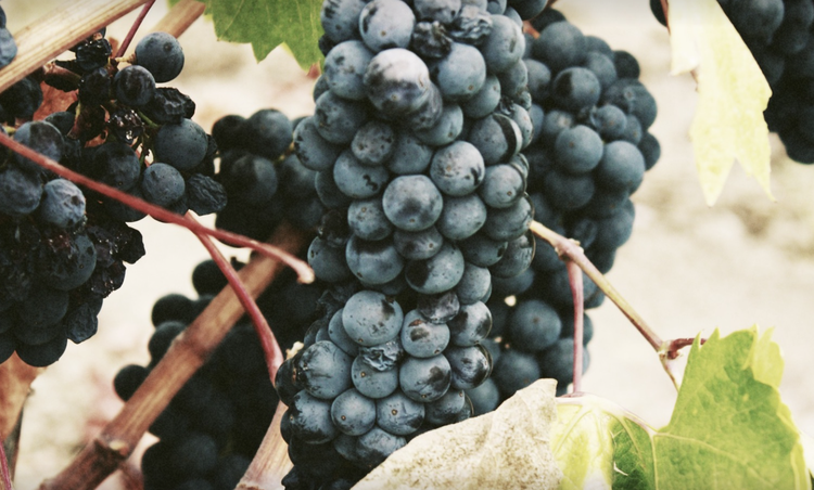 O segredo para comprar bom vinho acessível