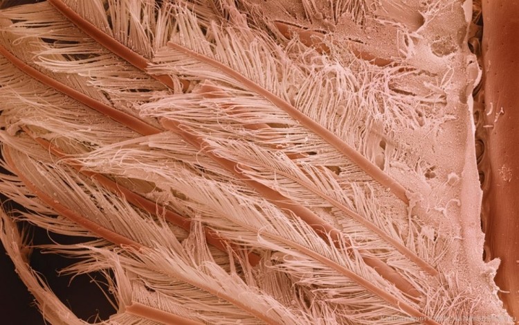 17 Alimentos que são espantosos ao microscópio