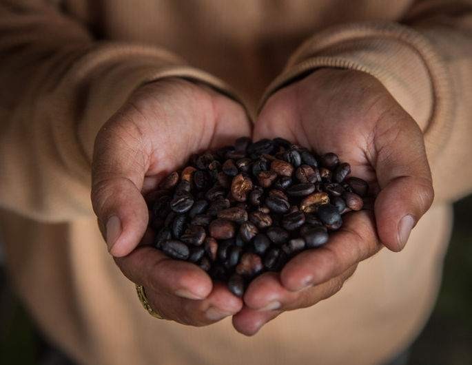 15 alimentos en peligro de extinción