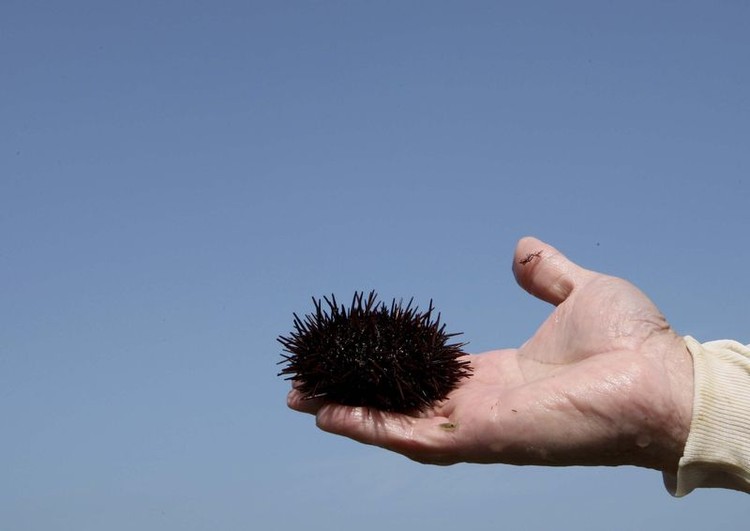 ¿Cómo viven los animales que luego se convierten en nuestros platos más exquisitos?