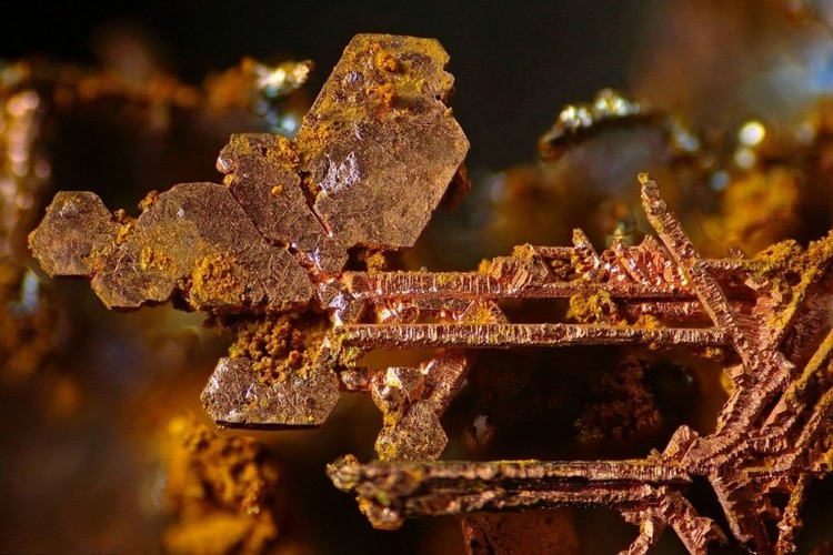 15 imágenes de microscopio que te harán ver el mundo con otros ojos