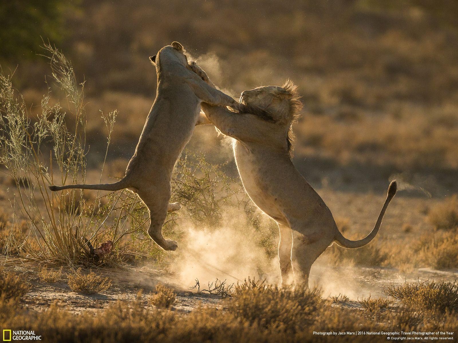 47 fotos impresionantes del concurso de fotografía Fotógrafo de Viajes de National Geographic